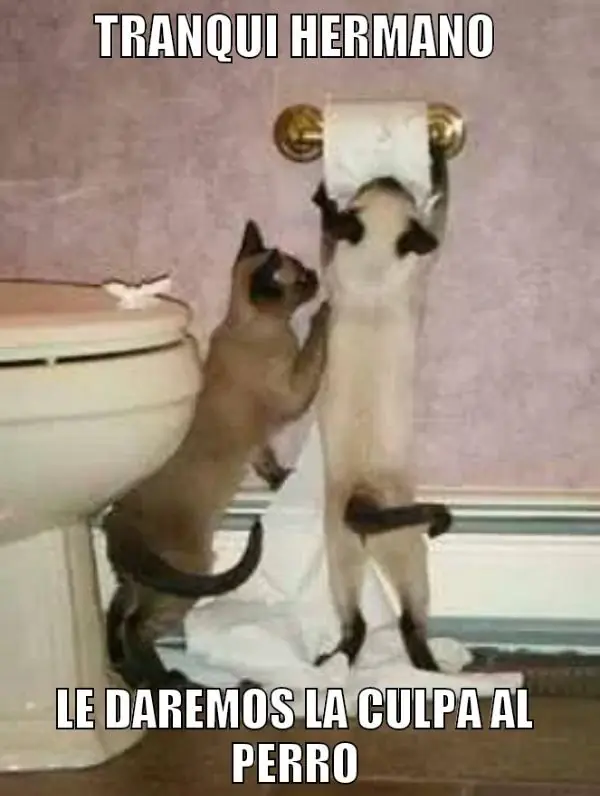 gatos graciosos