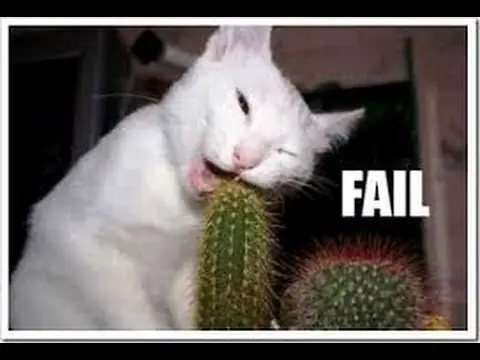 humor de gatos