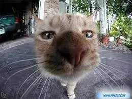gatos graciosos