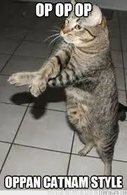 humor de gatos