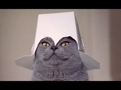 Humor gatuno para este viernes +10 si te ríes