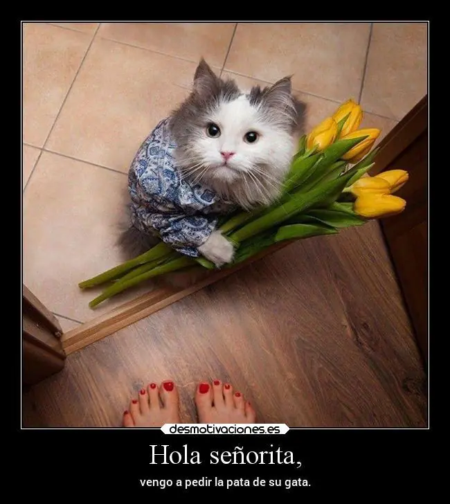 gatos graciosos