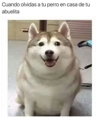 humor memes