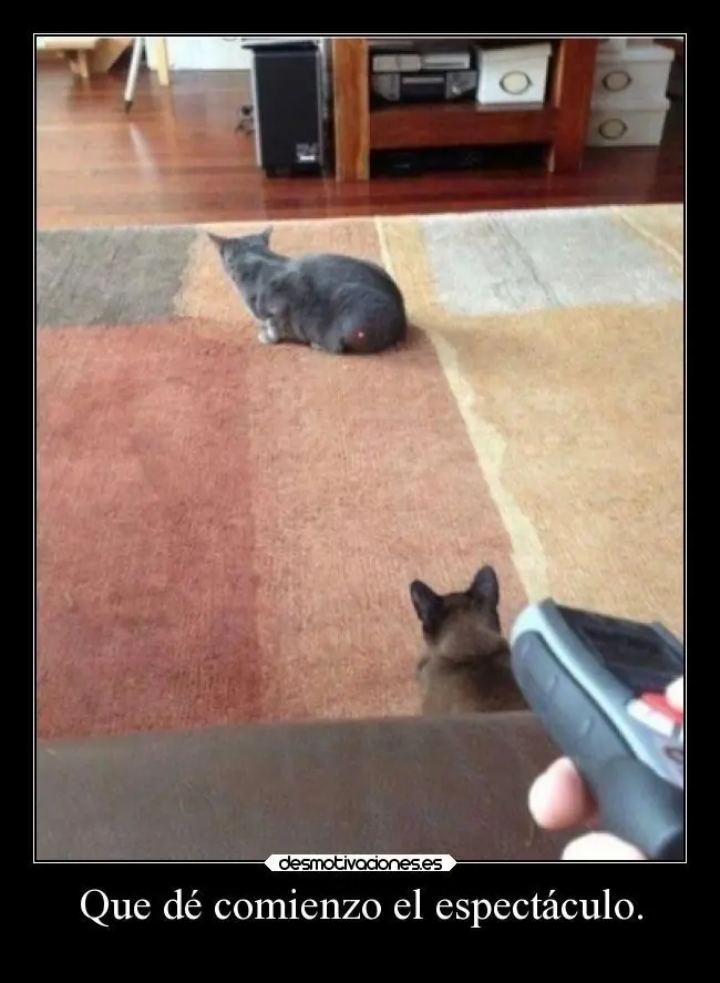 humor de gatos