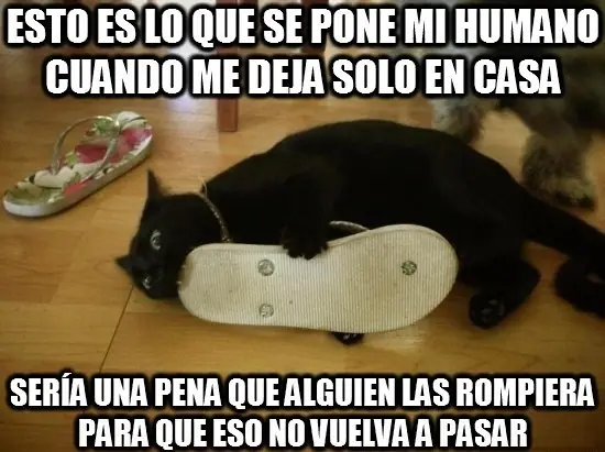 imagenes de gatos