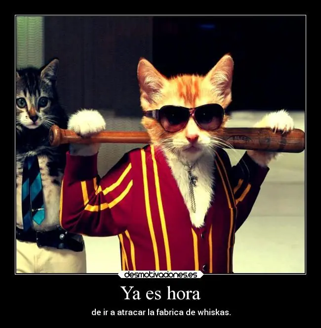 imagenes de gatos