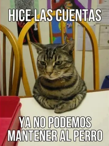 imagenes de gatos