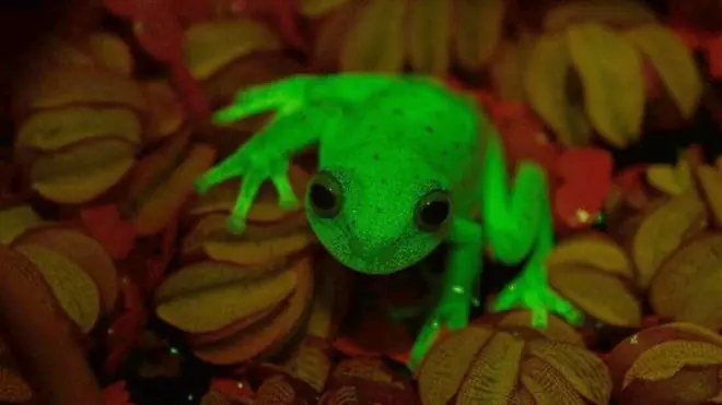 Así es la primera rana fluorescente y que vive en Argentina
