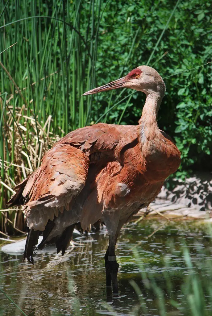 Dinosaurios Dinosaurios