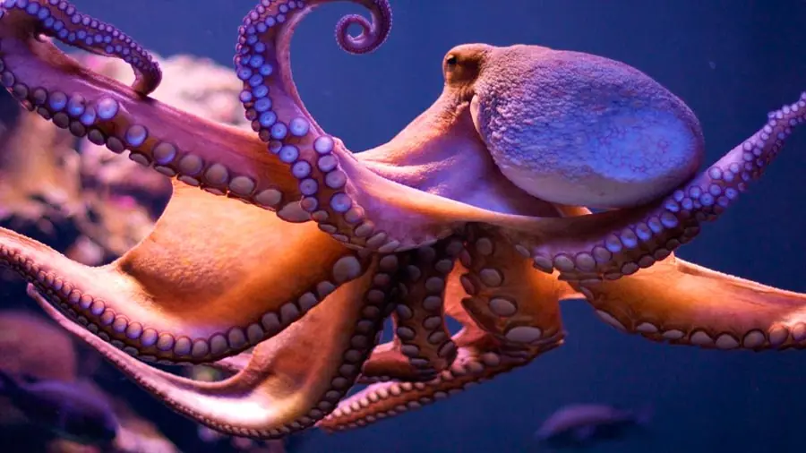Científicos califican como extraterrestre al genoma de pulpo
