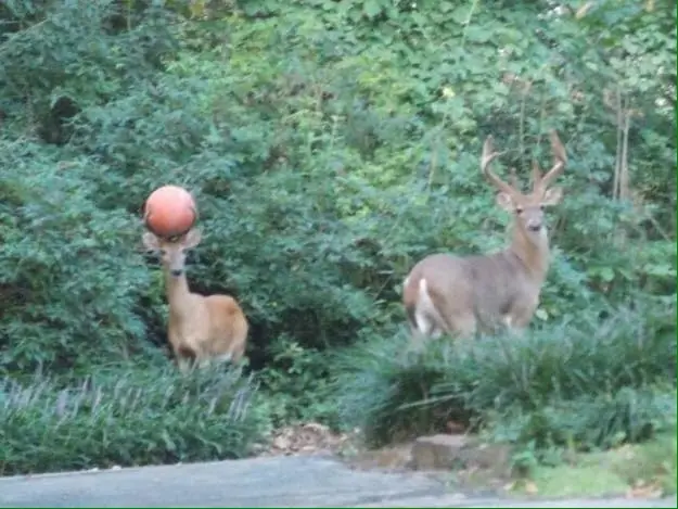 humor por la noche