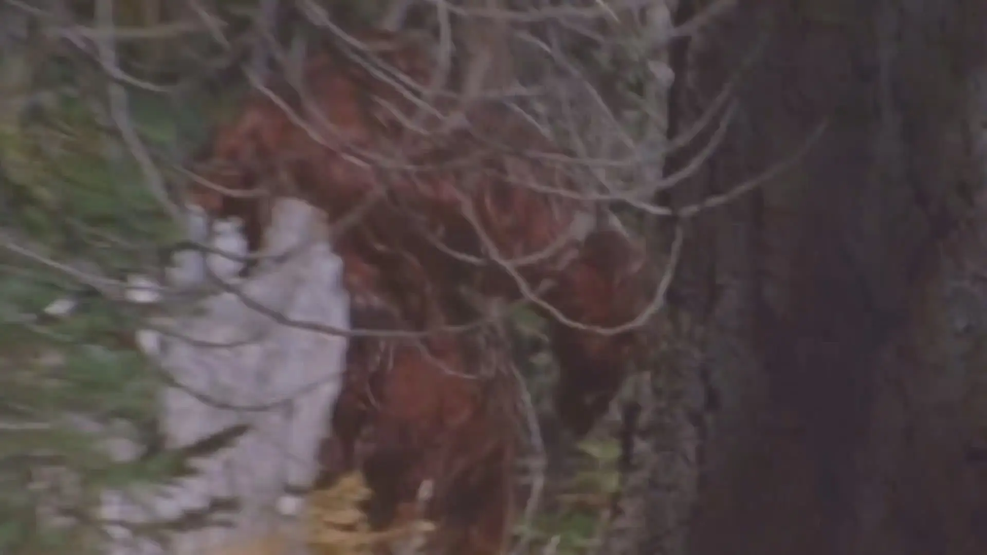 bigfoot
