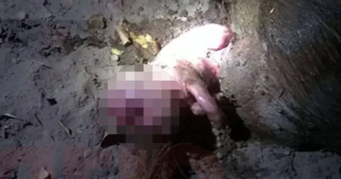 Nació un "cerdo humano" en Santiago del Estero