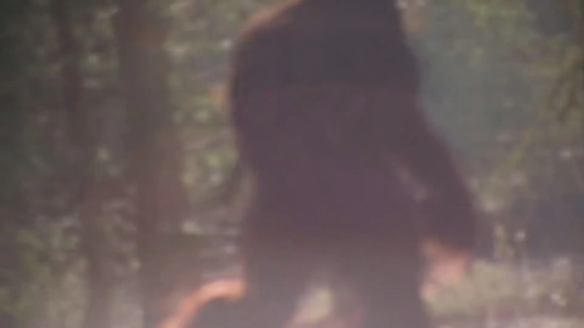 Bigfoot grabado en el Parque Nacional Secuoyas