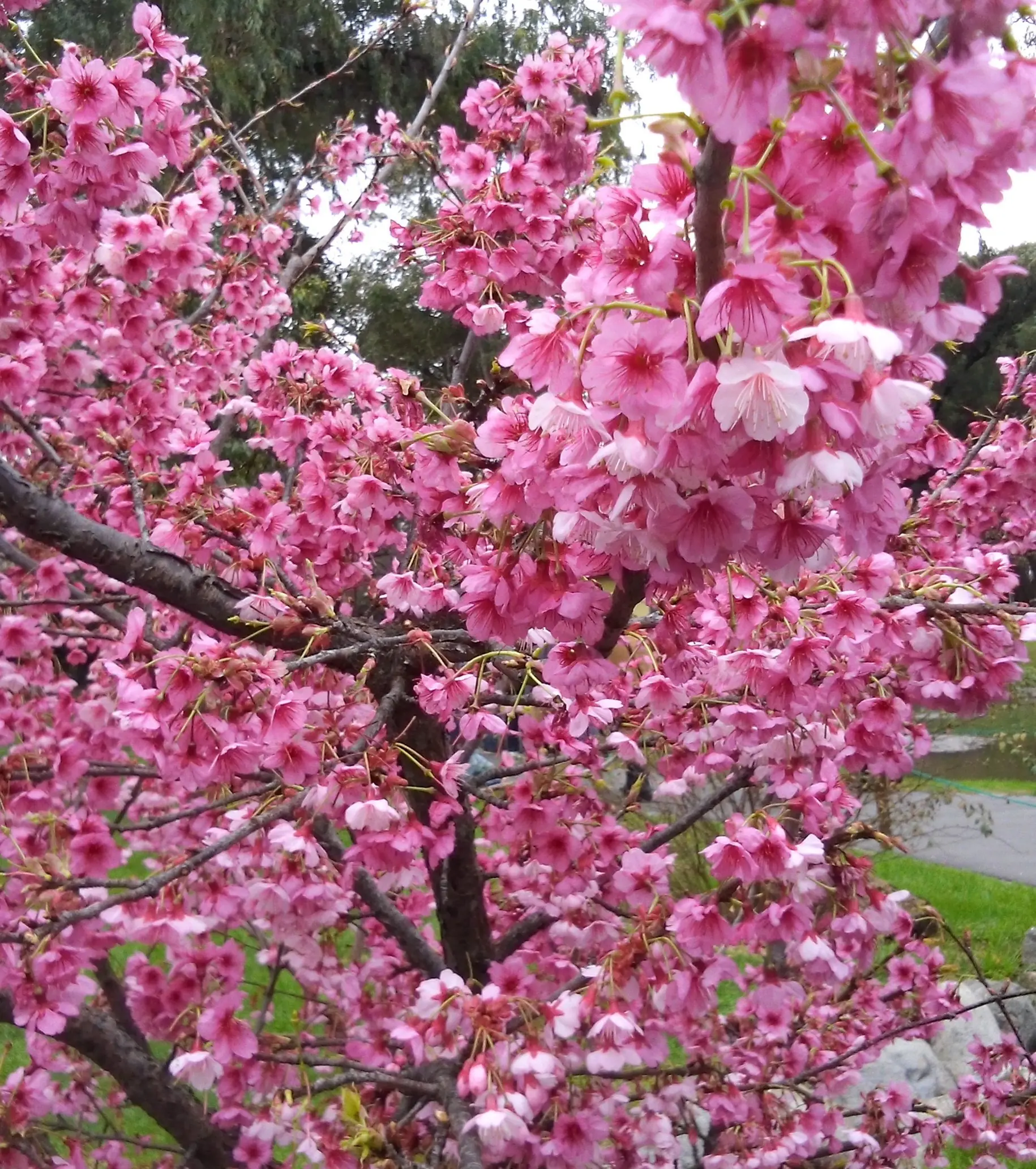 Delicia japonesa: Cerezos en flor