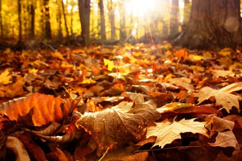 ¿Por qué el otoño empezó hoy 20 de marzo?