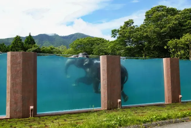 Construcciones geniales han sido creadas sólo para animales