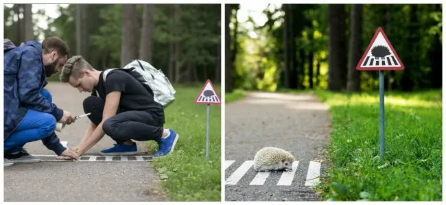 solo animales