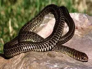 ¿Por qué .. ? (Megapost)