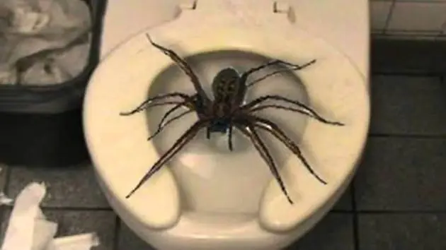 Seguime xD Seguime xD