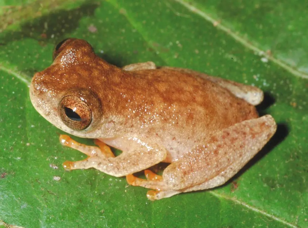 rana rana