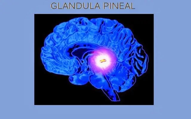 La glándula pineal