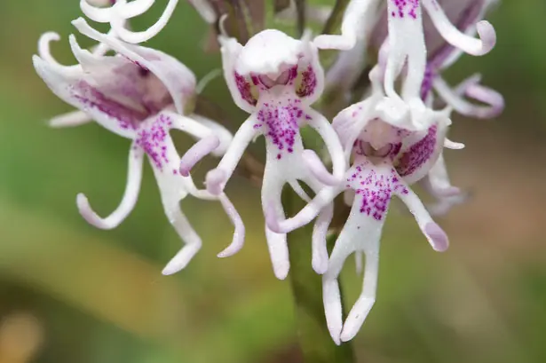 Diez sorprendentes especies de orquídeas