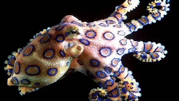 Las 25 Criaturas Marinas Más Impresionantes Del Mundo