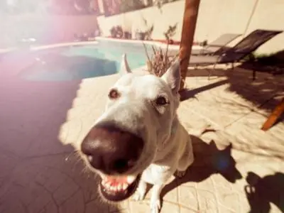 Tu perro te engaña