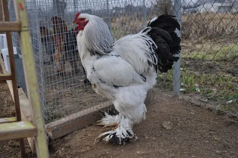 La verdad sobre el aterrador pollo gigante