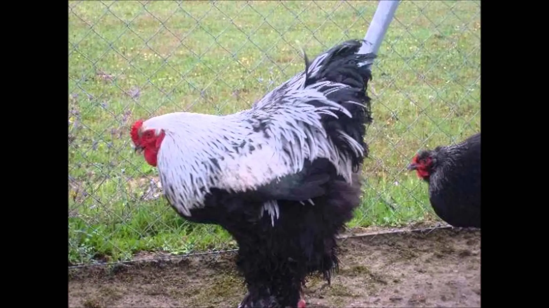 aterrador pollo gigante