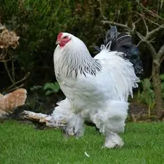 pollo gigante