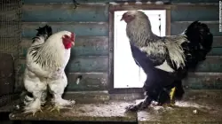 pollo brhama