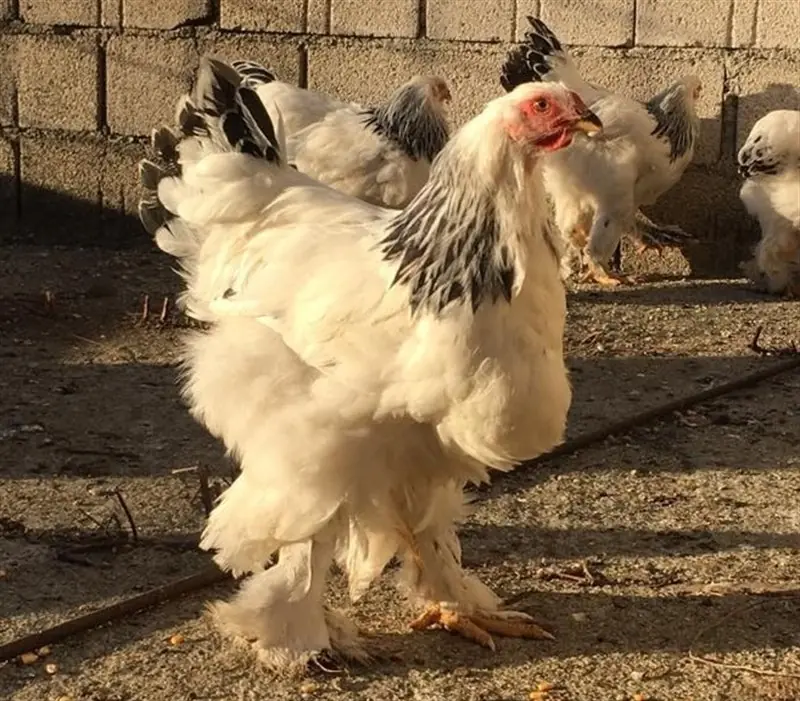 La verdad sobre el aterrador pollo gigante