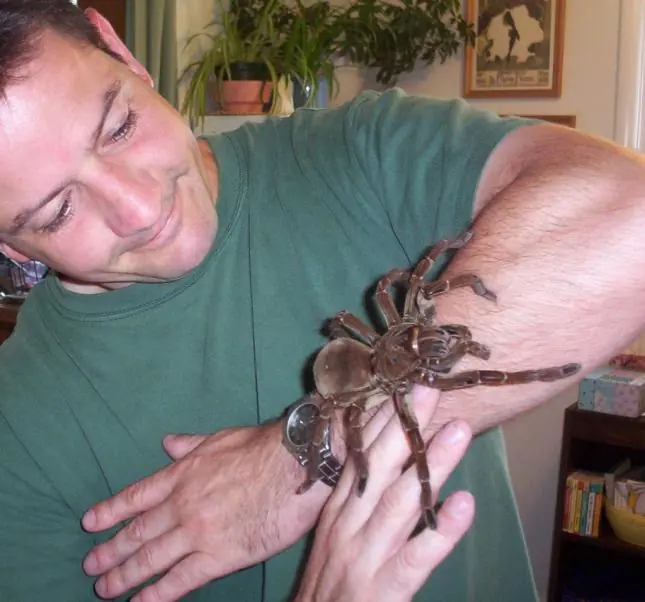 tarantula tarantula
