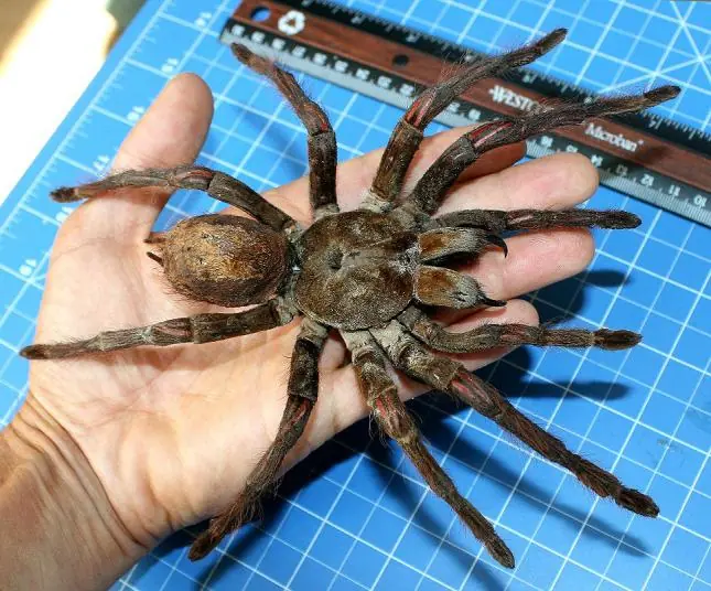 La tarántula Goliath, ¡una araña del tamaño de un cachorro! La tarántula Goliath, ¡una araña del tamaño de un cachorro!