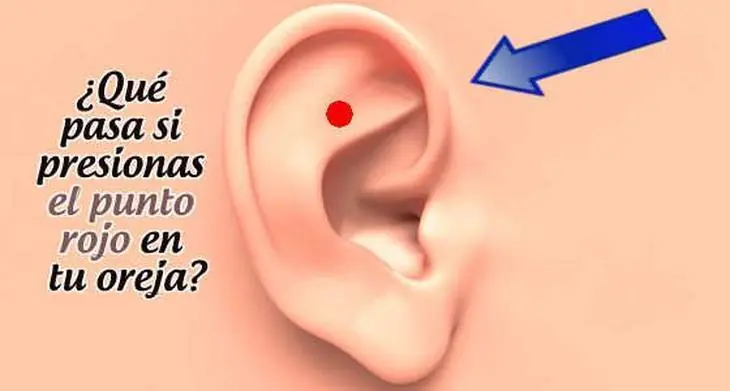 oreja