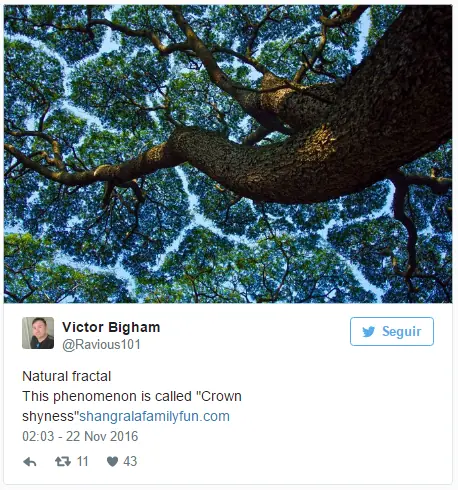 botanica botanica