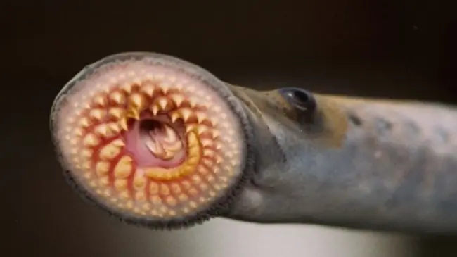 Dinosaurios
