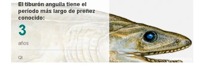 reptiioide reptiioide