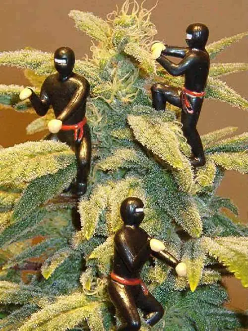 cannabis medicinal cannabis medicinal