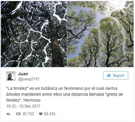 La ciencia detrás de la timidez de los árboles