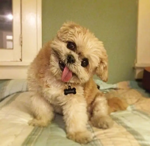 ¿Por qué tu Perro Inclina la Cabeza cuando le Hablas?