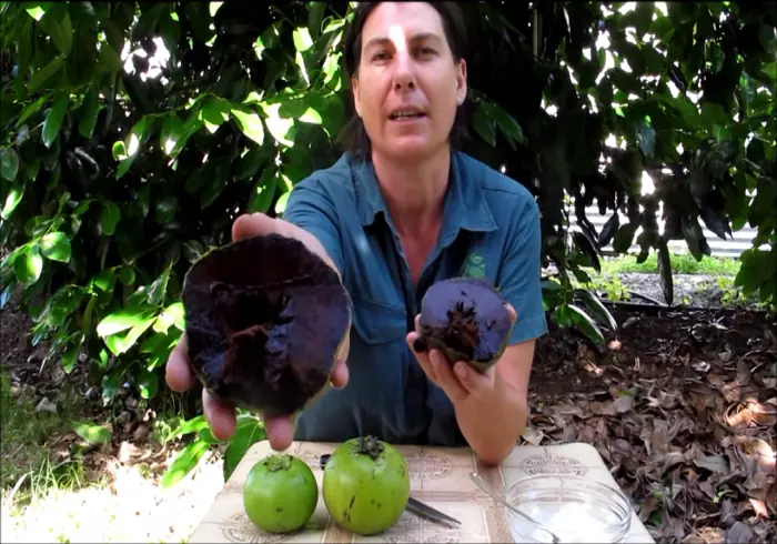 cacao cacao