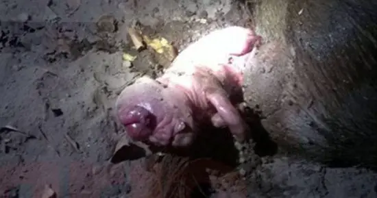 Nació un "cerdo humano" en Santiago del Estero