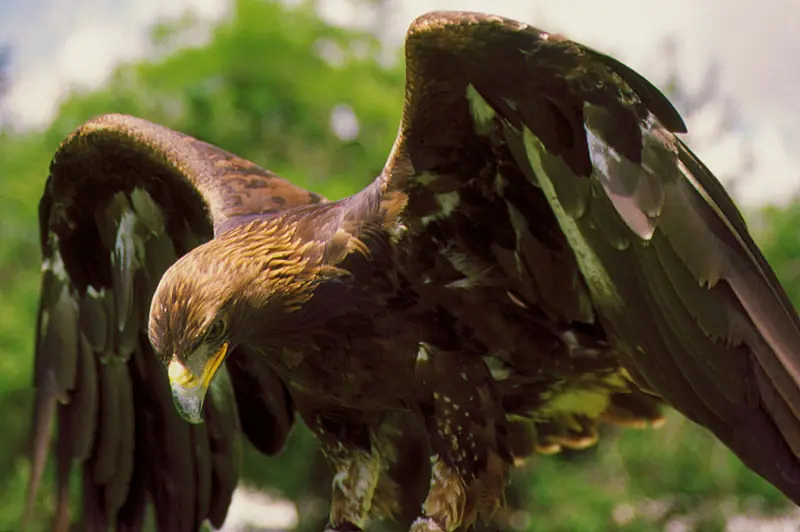 Favorita Aguila
