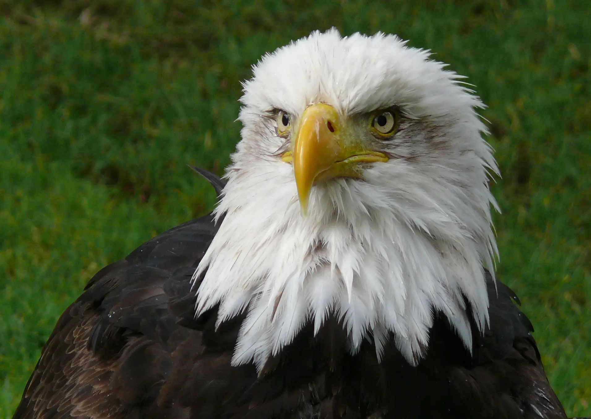 aguilas