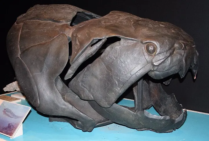 Origen de los vertebrados(Primeros peces)