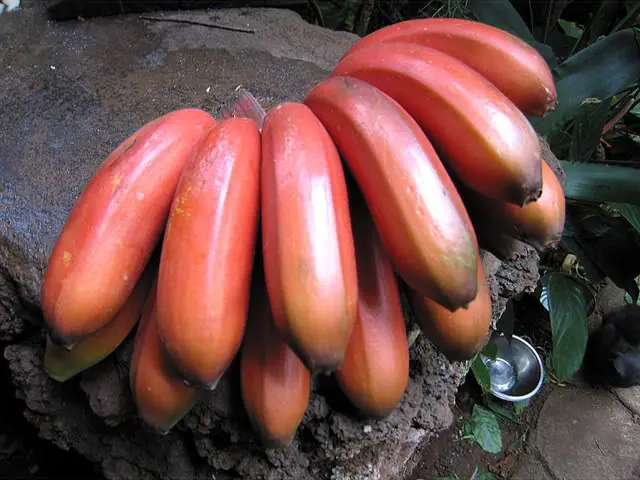 ¿Conocías el banano o plátano rojo?