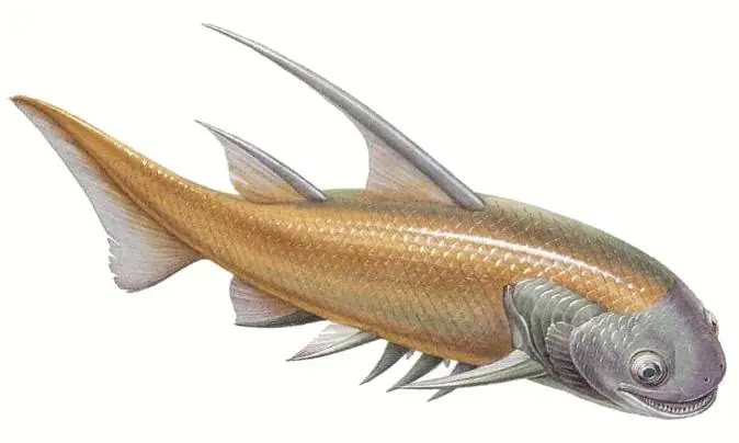 cambrico